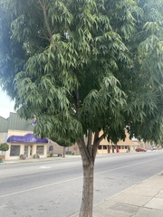 Fraxinus mandshurica