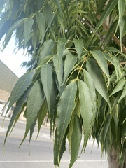 Fraxinus mandshurica