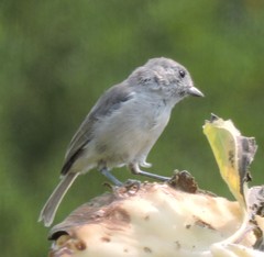 Baeolophus inornatus