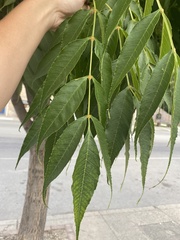 Fraxinus mandshurica