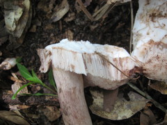 Tylopilus minor