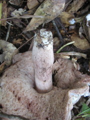 Tylopilus minor