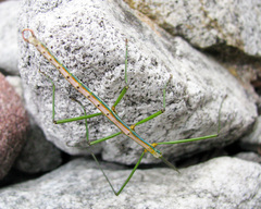 Macynia labiata