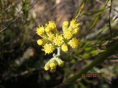 Senecio pauciflosculosus