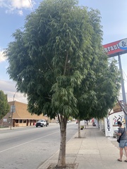 Fraxinus mandshurica
