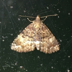 Metalectra richardsi