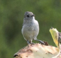 Baeolophus inornatus