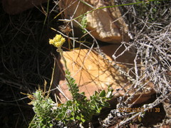 Senecio pauciflosculosus