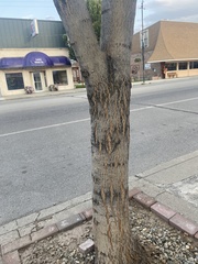 Fraxinus mandshurica