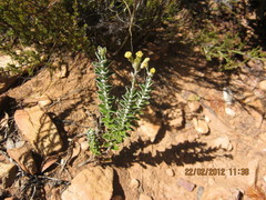 Senecio pauciflosculosus