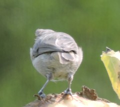 Baeolophus inornatus