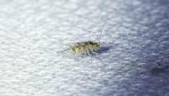 Teliapsocus conterminus