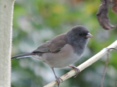 Junco hyemalis