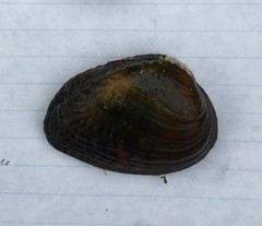 Lemiox rimosus