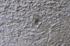 Menemerus bivittatus