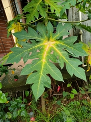 Carica papaya