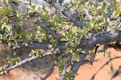 Diospyros lycioides lycioides