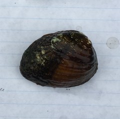 Lemiox rimosus
