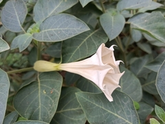 Datura innoxia