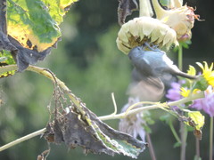 Baeolophus inornatus