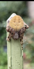 Araneae