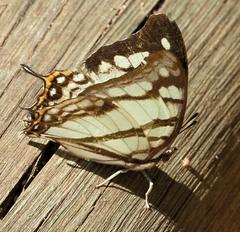 Polyura zoolina