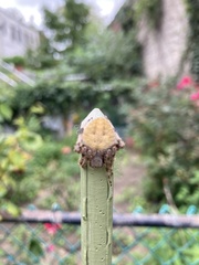 Araneae