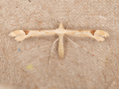 Paraplatyptilia fragilis