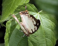 Polyura zoolina