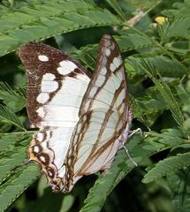 Polyura zoolina