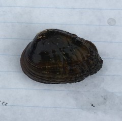 Lemiox rimosus