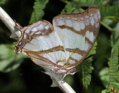 Polyura zoolina