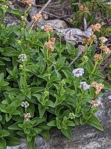 Ageratum maritimum (Ageratum maritimum)