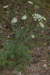 Kitagawia baicalensis