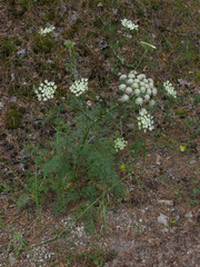 Kitagawia baicalensis