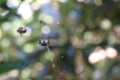 Gasteracantha cancriformis