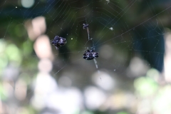 Gasteracantha cancriformis