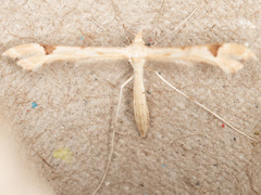 Paraplatyptilia fragilis