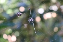Gasteracantha cancriformis