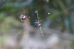 Gasteracantha cancriformis