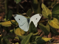 Pieris rapae