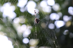 Gasteracantha cancriformis