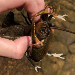 Cambarus appalachiensis