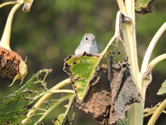 Baeolophus inornatus