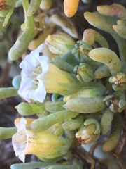 Nolana crassulifolia