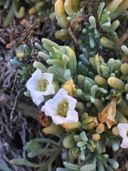 Nolana crassulifolia