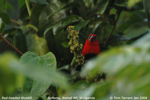 Red-headed Bluebill