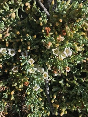 Nolana crassulifolia