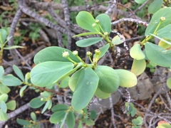 Euphorbia celastroides