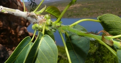 Ficus cordata cordata
